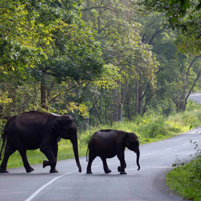 Thekkady